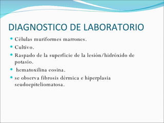 DIAGNOSTICO DE LABORATORIO  Células muriformes marrones. Cultivo. Raspado de la superficie de la lesión/ hidróxido de potasio.  hematoxilina eosina.  se observa fibrosis dérmica e hiperplasia seudoepiteliomatosa. 