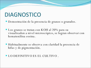 DIAGNOSTICO  Demostración de la presencia de granos o granulos.  Los granos se tratan con KOH al 20% para su visualizadon a nivel microscópico, se logran observar con hematoxilina eosina.  Habitualmente se observa con claridad la presencia de hifas y de pigmentación.  LO DEFINITIVO ES EL CULTIVO .  