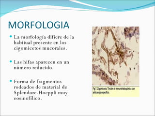 MORFOLOGIA  La morfología difiere de la habitual presente en los cigomicetos mucorales.  Las hifas aparecen en un número reducido. Forma de fragmentos rodeados de material de Splendore-Hoeppli muy eosinofílico.  