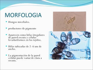 MORFOLOGIA  Hongos miceliales. productores de pigmento  Aparecen como hifas irregulares de pared oscura y células levaduriformes en los tejidos.  Hifas tabicadas de 2- 6 um de ancho.  La pigmentación de la pared celular puede variar de clara a oscura.  