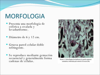 MORFOLOGIA  Presenta una morfología de esférica a ovalada y levaduriforme.  Diámetro de 6 y 12 cm. Gruesa pared celular doble refringente.  Se reproduce mediante gemación secuencial y generalmente forma cadenas de células. 