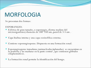 MORFOLOGIA  Se presentan dos formas:  ESPORANGIO:  Esférica de gran tamaño, o esporangio, (forma madura del microorganismo) diametro de 100ª 350 um, pared de 3-5 um .  Capa hialina interna y una capa eosinofilica externa.  Contiene esporangiosporas. Dispuesta en una formación zonal.  Esporangiosporas inmaduras (uninucleadas/aplanadas)  se encuentran en la periferia y las maduras en la parte central , que contienen glóbulos citoplasmáticos.  La formación zonal permite la identificación del hongo.  