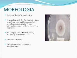 MORFOLOGIA  Presenta dimorfismo térmico Los cultivos de las formas miceliales proliferan con rapidez (superficie membranosa arrugada Y una coloración amarronada, bronceada o negruzca)  Se compone de hifas tabicadas, hialinas y estrelladas. Conidias ovaladas. Colonia cremosa, verdosa y aterciopelada.  