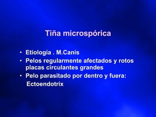 Tiña microspórica Etiología . M.Canis Pelos regularmente afectados y rotos placas circulantes grandes  Pelo parasitado por dentro y fuera: Ectoendotrix 
