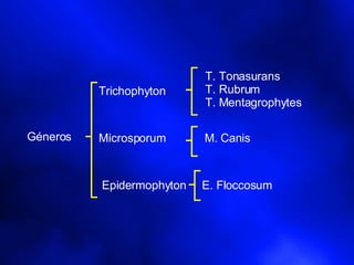 Géneros  Trichophyton  Microsporum  Epidermophyton  M. Canis  T. Tonasurans T. Rubrum T. Mentagrophytes  E. Floccosum  