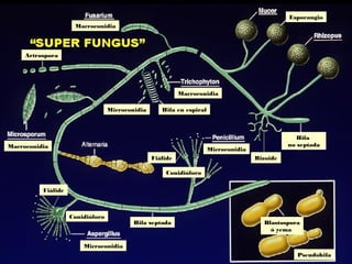 Micosis 1 | PPS