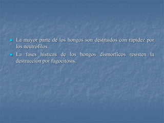  La mayor parte de los hongos son destruidos con rapidez por
los neutrófilos.
 La fases hísticas de los hongos dismórficos resisten la
destrucción por fagocitosis.
 