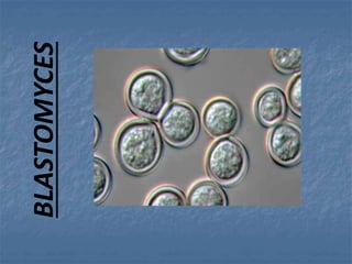 BLASTOMYCES
 