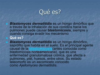 Qué es?
 Blastomyces dermatitidis es un hongo dimórfico que
a través de la inhalación de sus conidios hacia los
pulmones puede causar blastomicosis, siempre y
cuando consiga evadir los mecanismo
 Qué es?
 Blastomyces dermatitidis es un hongo dimórfico,
saprófito que habita en el suelo. Es el principal agente
causal de la blastomicosis(antes conocida como
blastomicosis norteamericana), que es una
enfermedad granulomatosa crónica, que afecta a
pulmones, piel, huesos, entre otros. Su estado
teleomorfo es un ascomiceto conocido
como Ajellomyces dermatitidis.
 