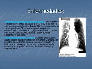 Enfermedades:
 Coccidioidomicosis pulmonar aguda: Los síntomas
se hacen evidentes después de 15 o 20 días desde
que los artroconidios de C. immitis han penetrado por
vía respiratoria. El cuadro respiratorio puede
confundirse con un estado gripal o resfriado común
con fiebre, cefalea, escalofríos, sudoraciones
nocturnas y tos seca.
 Coccidioidomicosis crónica: Ocurre en aquellos
casos en los que persisten los síntomas y anomalías
radiológicas además suele estar acompañada de
lesiones nodulares y cavitarias. La resolución de
estas se acompaña de bronquiectasia, fibrosis y
calcificación.
 
