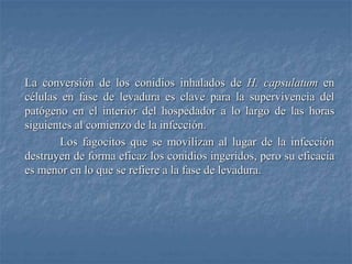La conversión de los conidios inhalados de H. capsulatum en
células en fase de levadura es clave para la supervivencia del
patógeno en el interior del hospedador a lo largo de las horas
siguientes al comienzo de la infección.
Los fagocitos que se movilizan al lugar de la infección
destruyen de forma eficaz los conidios ingeridos, pero su eficacia
es menor en lo que se refiere a la fase de levadura.
 