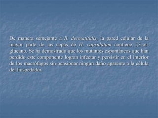 De manera semejante a B. dermatitidis, la pared celular de la
mayor parte de las cepas de H. capsulatum contiene I,3-ot-
glucano. Se ha demostrado que los mutantes espontáneos que han
perdido este componente logran infectar y persistir en el interior
de los macrófagos sin ocasionar ningún daño aparente a la célula
del hospedador.
 