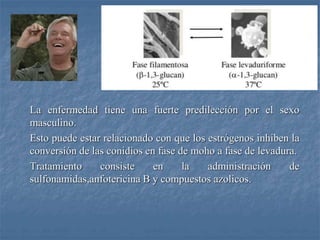 La enfermedad tiene una fuerte predilección por el sexo
masculino.
Esto puede estar relacionado con que los estrógenos inhiben la
conversión de las conidios en fase de moho a fase de levadura.
Tratamiento consiste en la administración de
sulfonamidas,anfotericina B y compuestos azolicos.
 