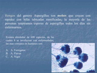 Hongos del genero Aspergillus son mohos que crecen con
rapidez con hifas tabicadas ramificadas; la mayoría de las
personas respiramos esporas de aspergillus todos los días sin
enfermarnos.
Existen alrededor de 600 especies, de las
cuales 8 se involucran con enfermedades,
las mas comunes en humanos son:
A. A. Fumigatus
B. A. Flavus
C. A. Niger
 