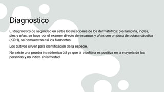 Diagnostico
El diagnóstico de seguridad en estas localizaciones de los dermatofitos: piel lampiña, ingles,
pies y uñas, se hace por el examen directo de escamas y uñas con un poco de potasa cáustica
(KOH), se demuestran así los filamentos.
Los cultivos sirven para identificación de la especie.
No existe una prueba intradérmica útil ya que la tricofitina es positiva en la mayoría de las
personas y no indica enfermedad.
 