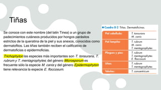 Tiñas
Se conoce con este nombre (del latín Tinea) a un grupo de
padecimientos cutáneos producidos por hongos parásitos
estrictos de la queratina de la piel y sus anexos, conocidos como
dermatofitos. Las tiñas también reciben el calificativo de
dermatoficias o epidermoficias.
Trichophyton las especies más importantes son T. tonsurans, T.
rubrum y T. mentagrophytes; del género Microsporum es
frecuente sólo la especie M. canis y del género Epidermophyton
tiene relevancia la especie E. floccosum.
 