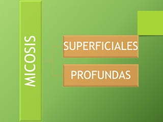 MICOSIS 
SUPERFICIALES 
PROFUNDAS 
 