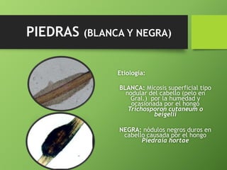 PIEDRAS (BLANCA Y NEGRA) 
Etiología: 
BLANCA: Micosis superficial tipo 
nodular del cabello (pelo en 
Gral.) por la humedad y 
ocasionada por el hongo 
Trichosporon cutaneum o 
beigelii 
NEGRA: nódulos negros duros en 
cabello causada por el hongo 
Piedraia hortae 
 