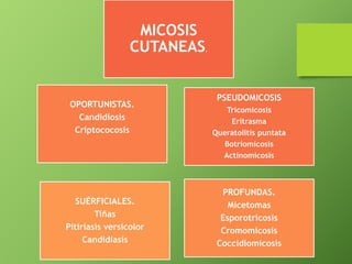 SUÉRFICIALES. 
Tiñas 
Pitiriasis versicolor 
Candidiasis 
PROFUNDAS. 
Micetomas 
Esporotricosis 
Cromomicosis 
Coccidiomicosis 
OPORTUNISTAS. 
Candidiosis 
Criptococosis 
PSEUDOMICOSIS 
Tricomicosis 
Eritrasma 
Queratolitis puntata 
Botriomicosis 
Actinomicosis 
MICOSIS 
CUTANEAS. 
 