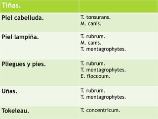 Tiñas. 
Piel cabelluda. T. tonsurans. 
M. canis. 
Piel lampiña. T. rubrum. 
M. canis. 
T. mentagrophytes. 
Pliegues y pies. T. rubrum. 
T. mentagrophytes. 
E. floccoum. 
Uñas. T. rubrum. 
T. mentagrophytes. 
Tokeleau. T. concentricum. 
 