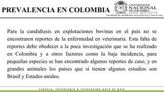 Enfermedades Micoticas en bovinos colombia.pptx