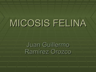 MICOSIS FELINAMICOSIS FELINA
Juan GuillermoJuan Guillermo
Ramírez OrozcoRamírez Orozco
 