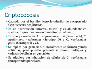 Criptococosis 
 
Causada por el basidiomiceto levaduriforme encapsulado Cryptococcus neoformans. 
 
Es de distribución universal (suelo) y es abundante en suelos enriquecidos con excrementos de paloma. 
 
Existen 3 variedades: C. neoformans grubii (Serotipo A), C. neoformans neoformans (Serotipo D) y C. neoformans gattii (Serotipos B y C). 
 
Se replica por gemación. Generalmente se forman yemas solitarias; pero pueden presentarse yemas múltiples y cadenas de células en gemación. 
 
Se adquiere por inhalación de células de C. neoformans transportadas por el aire.  