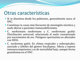 Otras características 
 
Si se disemina desde los pulmones, generalmente ataca al SNC. 
 
Constituye la causa más frecuente de meningitis micótica y suele afectar a pacientes inmunodeficientes. 
 
C. neoformans neoformans y C. neoformans grubii: Distribución universal; relacionada al suelo contaminado por excrementos de ave. Patógeno oportunista en afectados con SIDA. 
 
C. neoformas gattii: En climas tropicales y subtropicales; asociado a árboles del género Eucalyptus. Afecta a sujetos inmunocompetentes y es de mortalidad baja, aunque forma granulomas en el SNC.  