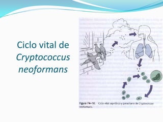 Ciclo vital de Cryptococcus neoformans  