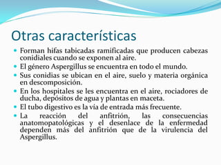 Otras características 
 
Forman hifas tabicadas ramificadas que producen cabezas conidiales cuando se exponen al aire. 
 
El género Aspergillus se encuentra en todo el mundo. 
 
Sus conidias se ubican en el aire, suelo y materia orgánica en descomposición. 
 
En los hospitales se les encuentra en el aire, rociadores de ducha, depósitos de agua y plantas en maceta. 
 
El tubo digestivo es la vía de entrada más frecuente. 
 
La reacción del anfitrión, las consecuencias anatomopatológicas y el desenlace de la enfermedad dependen más del anfitrión que de la virulencia del Aspergillus.  