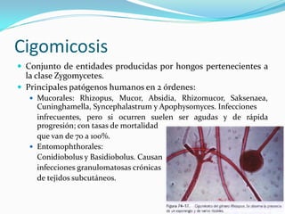 Cigomicosis 
 
Conjunto de entidades producidas por hongos pertenecientes a la clase Zygomycetes. 
 
Principales patógenos humanos en 2 órdenes: 
 
Mucorales: Rhizopus, Mucor, Absidia, Rhizomucor, Saksenaea, Cuninghamella, Syncephalastrum y Apophysomyces. Infecciones 
infrecuentes, pero si ocurren suelen ser agudas y de rápida progresión; con tasas de mortalidad 
que van de 70 a 100%. 
 
Entomophthorales: 
Conidiobolus y Basidiobolus. Causan 
infecciones granulomatosas crónicas 
de tejidos subcutáneos.  