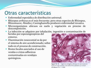 Otras características 
 
Enfermedad esporádica de distribución universal. 
 
Rhizopus arrhizus es el más frecuente; pero otras especies de Rhizopus, Rhizomucor, Absidia y Cuninghamella producen enfermedad invasiva. 
 
Microorganismos ubicuos en suelo y vegetación en proceso de descomposición. 
 
La infección se adquiere por inhalación, ingestión o contaminación de heridas por esporangiosporas del 
entorno. 
 
Diseminación nosocomial se da por 
el sistema de aire acondicionado; sobre 
todo en el proceso de construcción. 
 
Brotes focales asociados al uso de 
vendas o cintas adhesivas 
contaminadas en vendajes 
quirúrgicos.  