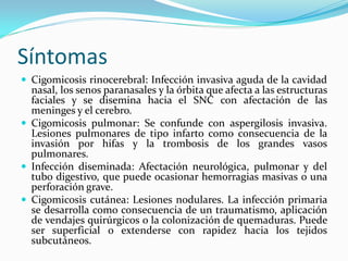 Síntomas 
 
Cigomicosis rinocerebral: Infección invasiva aguda de la cavidad nasal, los senos paranasales y la órbita que afecta a las estructuras faciales y se disemina hacia el SNC con afectación de las meninges y el cerebro. 
 
Cigomicosis pulmonar: Se confunde con aspergilosis invasiva. Lesiones pulmonares de tipo infarto como consecuencia de la invasión por hifas y la trombosis de los grandes vasos pulmonares. 
 
Infección diseminada: Afectación neurológica, pulmonar y del tubo digestivo, que puede ocasionar hemorragias masivas o una perforación grave. 
 
Cigomicosis cutánea: Lesiones nodulares. La infección primaria se desarrolla como consecuencia de un traumatismo, aplicación de vendajes quirúrgicos o la colonización de quemaduras. Puede ser superficial o extenderse con rapidez hacia los tejidos subcutáneos.  