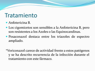 Tratamiento 
 
Anfotericina B. 
 
Los cigomicetos son sensibles a la Anfotericina B, pero son resistentes a los Azoles o las Equinocandinas. 
 
Posaconazol destaca entre los triazoles de espectro ampliado. 
*Voriconazol carece de actividad frente a estos patógenos y se ha descrito recurrencia de la infección durante el tratamiento con este fármaco. 