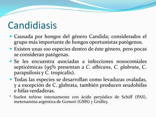 Candidiasis 
 
Causada por hongos del género Candida; considerados el grupo más importante de hongos oportunistas patógenos. 
 
Existen unas 100 especies dentro de éste género, pero pocas se consideran patógenas. 
 
Se les encuentra asociadas a infecciones nosocomiales septicémicas (95% presentan a C. albicans, C. glabrata, C. parapsilosis y C. tropicalis). 
 
Todas las especies se desarrollan como levaduras ovaladas, y a excepción de C. glabrata, también producen seudohifas e hifas verdaderas. 
* Suelen teñirse intensamente con ácido peryódico de Schiff (PAS), metenamina argéntica de Gomori (GMS) y Gridley.  