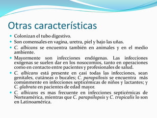 Otras características 
 
Colonizan el tubo digestivo. 
 
Son comensales en vagina, uretra, piel y bajo las uñas. 
 
C. albicans se encuentra también en animales y en el medio ambiente. 
 
Mayormente son infecciones endógenas. Las infecciones exógenas se suelen dar en los nosocomios, tanto en operaciones como en contacto entre pacientes y profesionales de salud. 
 
C. albicans está presente en casi todas las infecciones, sean genitales, cutáneas o bucales; C. parapsilosis se encuentra más comúnmente en infecciones septicémicas de niños y lactantes; y C. glabrata en pacientes de edad mayor. 
 
C. albicans es mas frecuente en infecciones septicémicas de Norteamérica, mientras que C. parapsilopsis y C. tropicalis lo son en Latinoamérica.  