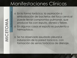 Manifestaciones ClínicasEn la forma torácica, la aspiración o embolización de bacterias del foco cervical puede llevar compromiso pulmonar, que produce tos con esputo, disnea y fiebre.En algunos casos el esputo es purulento o hemoptoico.Se ha observado exudado pleural e induración de la pared torácica, con formación de senos torácicos de drenaje.ActinomicetomaMICETOMA