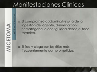 Manifestaciones ClínicasEl compromiso abdominal resulta de la ingestión del agente, diseminación hematógena, o contigüidad desde el foco torácico.El íleo y ciego son los sitios más frecuentemente comprometidos.ActinomicetomaMICETOMA