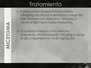 TratamientoPuede usarse Estreptomicina sulfato14mg/kg/día IM por 4 semanas y luego en días alternos con dapsona 1.5mg/kg a veces al día hasta haber respuesta.Si no existe mejoría o hay efectos adeversos, crotrimoxazole 14mg/kg 2 veces al día o rigampicina 15-20 mg/kg día.MICETOMA
