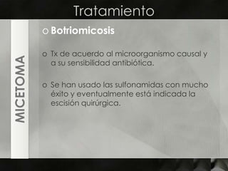 TratamientoBotriomicosisTx de acuerdo al microorganismo causal y a su sensibilidad antibiótica.Se han usado las sulfonamidas con mucho éxito y eventualmente está indicada la escisión quirúrgica.MICETOMA