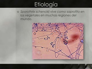 EtiologíaSporothrix schenckii vive como saprofito en los vegetales en muchas regiones del mundo. 