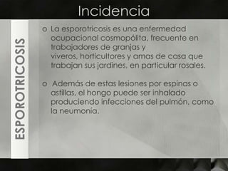 IncidenciaLa esporotricosis es una enfermedad ocupacional cosmopólita, frecuente en trabajadores de granjas y viveros, horticultores y amas de casa que trabajan sus jardines, en particular rosales.Además de estas lesiones por espinas o astillas, el hongo puede ser inhalado produciendo infecciones del pulmón, como la neumonía.ESPOROTRICOSIS