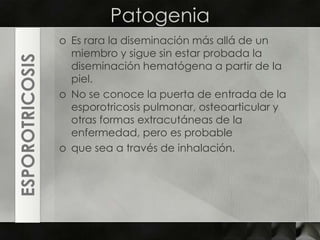PatogeniaEs rara la diseminación más allá de un miembro y sigue sin estar probada la diseminación hematógenaa partir de la piel. No se conoce la puerta de entrada de la esporotricosispulmonar, osteoarticulary otras formas extracutáneas de la enfermedad, pero es probableque sea a través de inhalación. ESPOROTRICOSIS