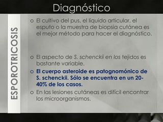 DiagnósticoEl cultivo del pus, el líquido articular, el esputo o la muestra de biopsia cutánea es el mejor método para hacer el diagnóstico. El aspecto de S. schenckii en los tejidos es bastante variable. El cuerpo asteroide es patognomónico de S. schenckii. Sólo se encuentra en un 20-40% de los casos.En las lesiones cutáneas es difícil encontrar los microorganismos.ESPOROTRICOSIS