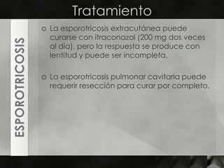 TratamientoLa esporotricosisextracutánea puede curarse con itraconazol (200 mg dos veces al día), pero la respuesta se produce con lentitud y puede ser incompleta. La esporotricosis pulmonar cavitaria puede requerir resección para curar por completo.ESPOROTRICOSIS