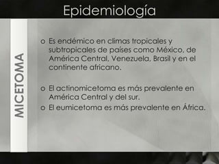 EpidemiologíaMICETOMAEs endémico en climas tropicales y subtropicales de países como México, de América Central, Venezuela, Brasil y en el continente africano.El actinomicetoma es más prevalente en América Central y del sur.El eumicetoma es más prevalente en África.