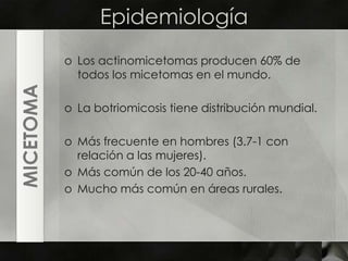EpidemiologíaLos actinomicetomas producen 60% de todos los micetomas en el mundo.La botriomicosis tiene distribución mundial.Más frecuente en hombres (3.7-1 con relación a las mujeres).Más común de los 20-40 años.Mucho más común en áreas rurales.MICETOMA