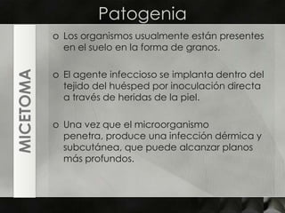 PatogeniaLos organismos usualmente están presentes en el suelo en la forma de granos.El agente infeccioso se implanta dentro del tejido del huésped por inoculación directa a través de heridas de la piel.Una vez que el microorganismo penetra, produce una infección dérmica y subcutánea, que puede alcanzar planos más profundos.MICETOMA