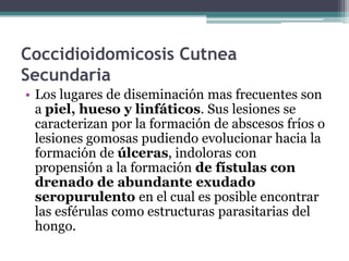 Coccidioidomicosis Cutnea
Secundaria
• Los lugares de diseminación mas frecuentes son
  a piel, hueso y linfáticos. Sus lesiones se
  caracterizan por la formación de abscesos fríos o
  lesiones gomosas pudiendo evolucionar hacia la
  formación de úlceras, indoloras con
  propensión a la formación de fístulas con
  drenado de abundante exudado
  seropurulento en el cual es posible encontrar
  las esférulas como estructuras parasitarias del
  hongo.
 