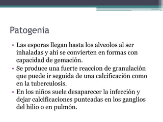 Patogenia
• Las esporas llegan hasta los alveolos al ser
  inhaladas y ahí se convierten en formas con
  capacidad de gemación.
• Se produce una fuerte reaccion de granulación
  que puede ir seguida de una calcificación como
  en la tuberculosis.
• En los niños suele desaparecer la infección y
  dejar calcificaciones punteadas en los ganglios
  del hilio o en pulmón.
 